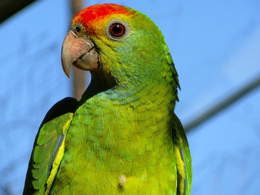 Parrots and Air Purifiers: What’s the Link?